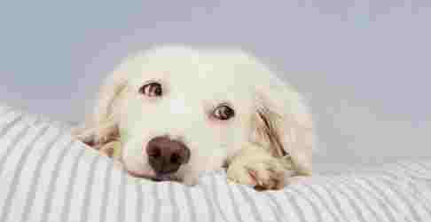 分離焦慮症成因 分離焦慮症成因