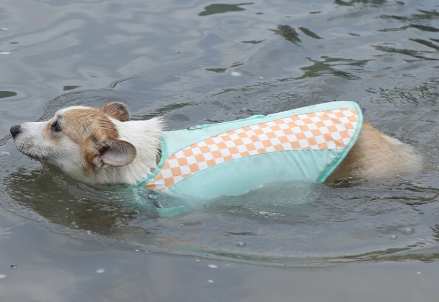 狗浮水衣推薦 狗浮水衣推薦