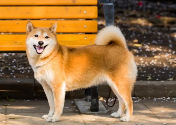 柴犬訓練技巧 柴犬訓練技巧