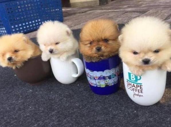 茶杯犬健康問題