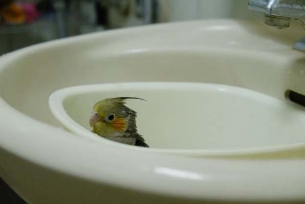 玄鳳鸚鵡洗澡注意事項 玄鳳鸚鵡洗澡注意事項