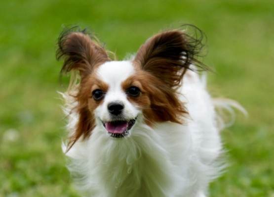 蝴蝶犬大小 蝴蝶犬大小