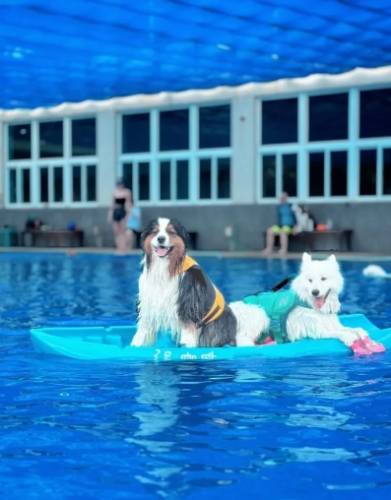 桃園狗狗游泳池