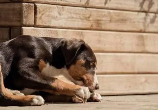 狗狗嘔吐原因 狗狗嘔吐原因