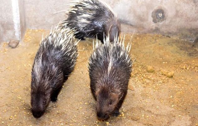 箭豬射箭技巧 箭豬射箭技巧