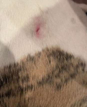 被狗咬小傷口