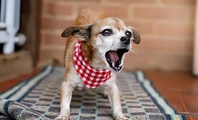 狗狗吠叫訓練 狗狗吠叫訓練