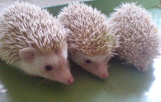 寵物刺蝟餵食 寵物刺蝟餵食