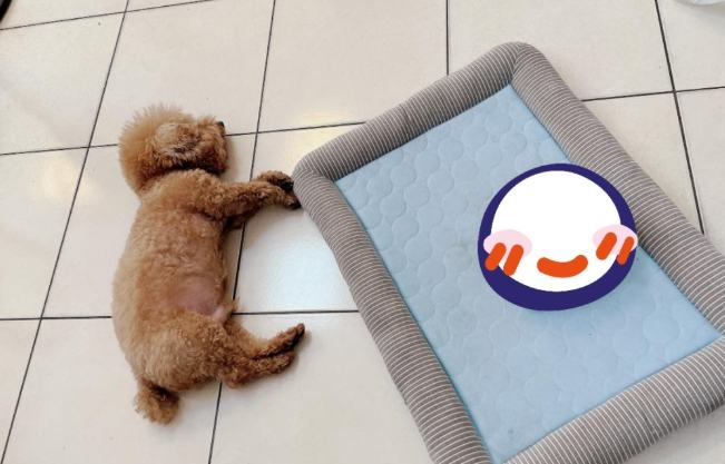 貴賓狗睡眠時間