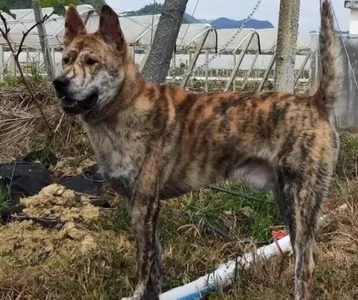 台灣原生犬種 台灣原生犬種
