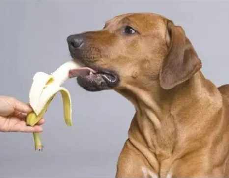 椰果對狗有害嗎 椰果對狗有害嗎