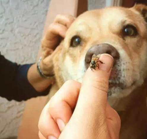 寵物蜜蜂叮急救 寵物蜜蜂叮急救