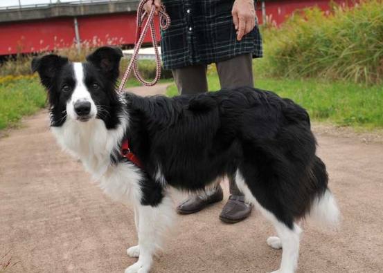 边境牧羊犬特征 边境牧羊犬特征