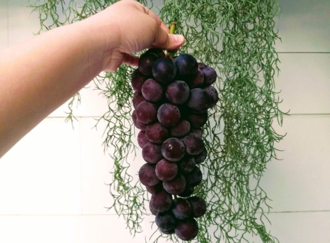 卓蘭採水果終極指南：季節果園、採摘技巧與秘境推薦