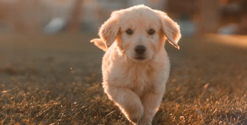 對寵物過敏症狀