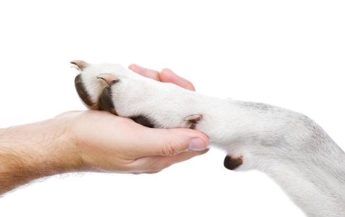 狗不喜歡握手全解析：原因、訓練技巧與常見問題解答