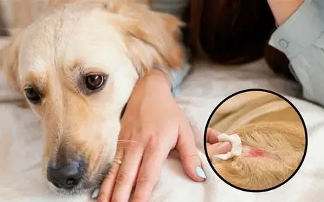 狗狗傷口發炎怎麼辦