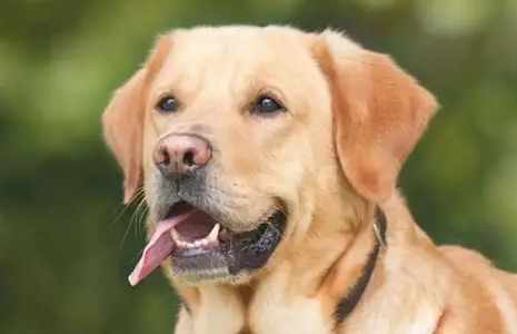 胰臟炎治療 胰臟炎治療