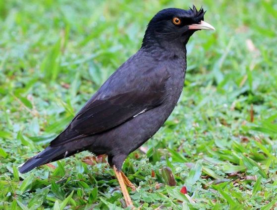 八哥鳥平均壽命 八哥鳥平均壽命