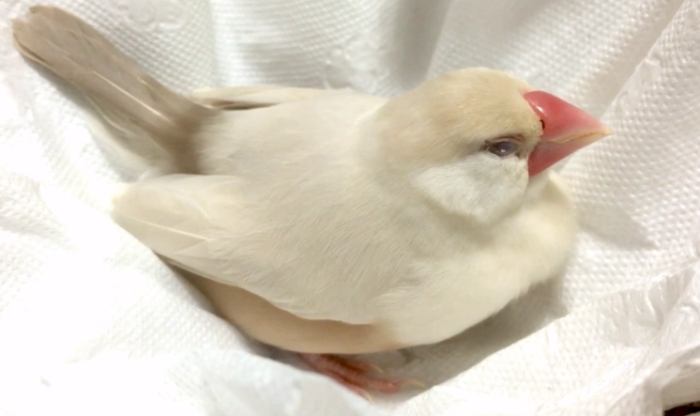 文鳥產卵徵兆 文鳥產卵徵兆