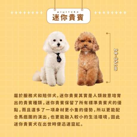 小型犬寵物 小型犬寵物