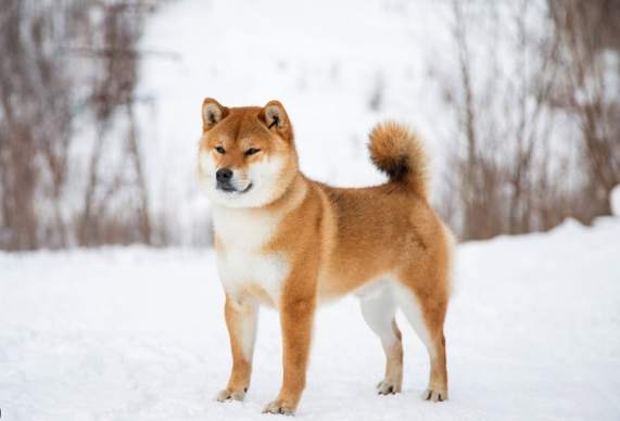 柴犬照顧方法 柴犬照顧方法