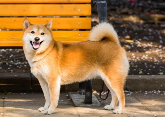 柴犬飼養成本 柴犬飼養成本