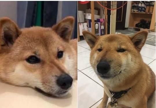 狗狗眼睛腫原因