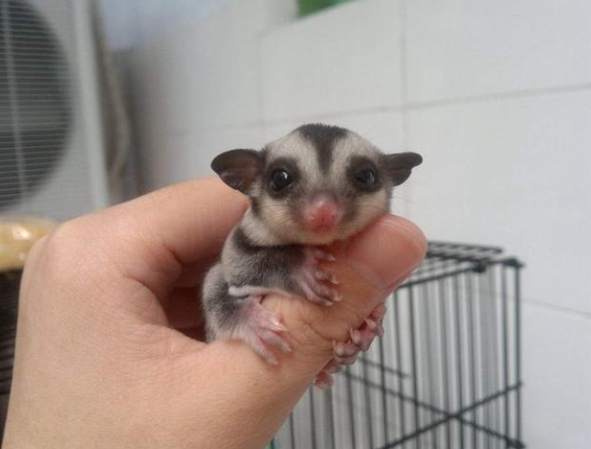 蜜袋鼯飲食禁忌 蜜袋鼯飲食禁忌