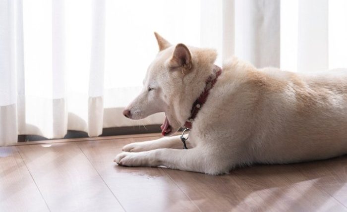 室內犬空守的意思