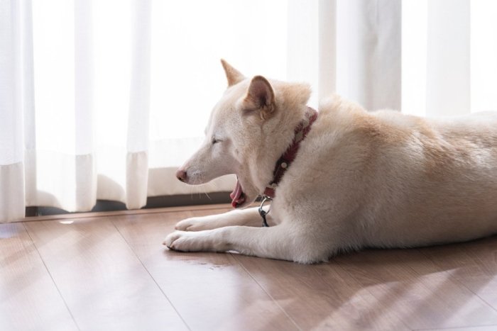 室內犬空守的意思是什麼？專家帶你破解狗狗獨處行為密碼