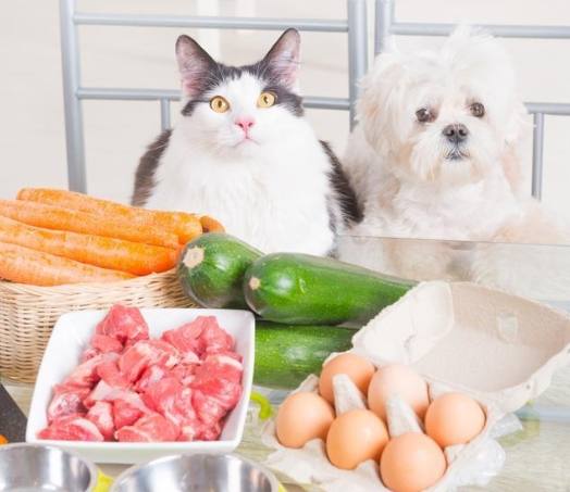 狗狗流食食譜 狗狗流食食譜