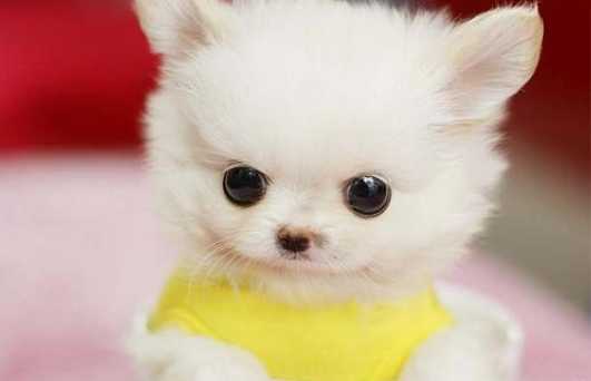 茶杯犬價格新加坡 茶杯犬價格新加坡