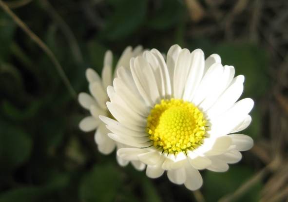 小雛菊花語意思 小雛菊花語意思