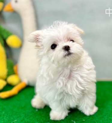 瑪爾濟斯成長階段