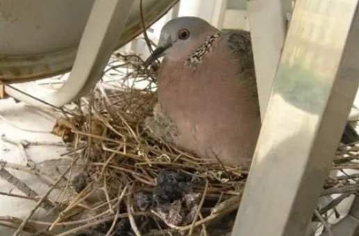 斑鳩生蛋前照顧