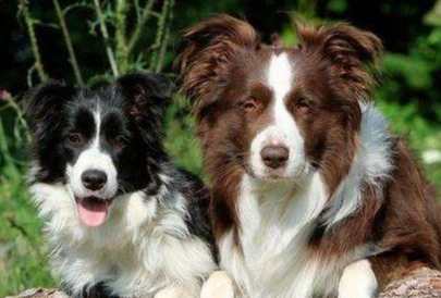 澳牧掉毛護理 澳牧掉毛護理