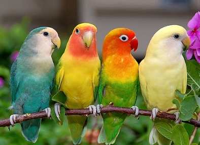 鸚鵡品種推薦 鸚鵡品種推薦