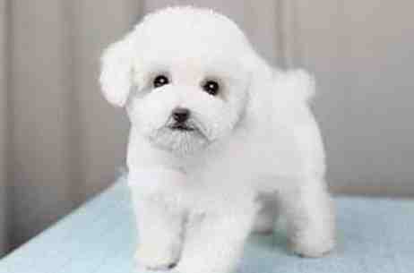 狗狗 優格 安全 狗狗 優格 安全