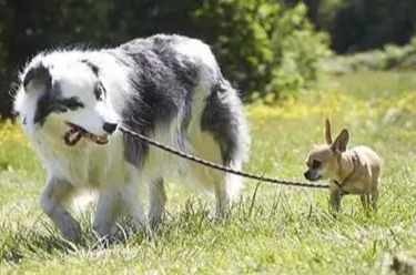 狗狗吃醋怎麼辦