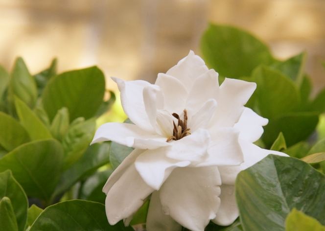 梔子花故事 梔子花故事