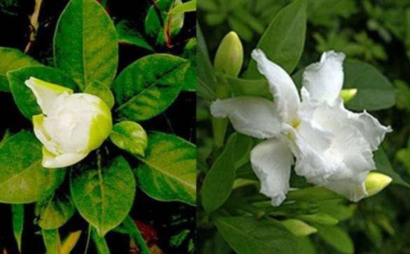 栀子花顏色養護 栀子花顏色養護