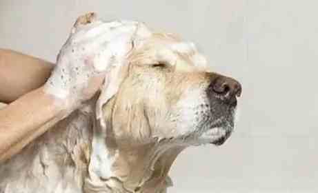 狗狗不喜歡洗澡 狗狗不喜歡洗澡