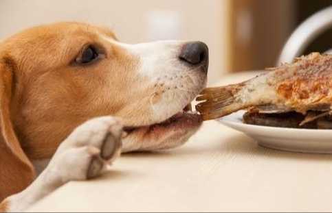 魚類對狗的影響 魚類對狗的影響