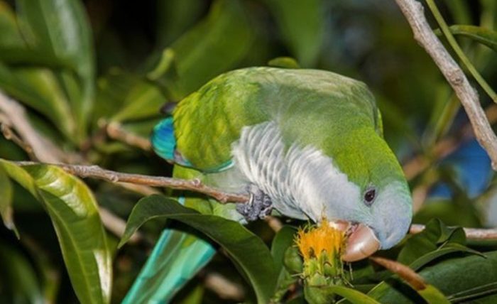 和尚鸚鵡可以吃奇異果嗎