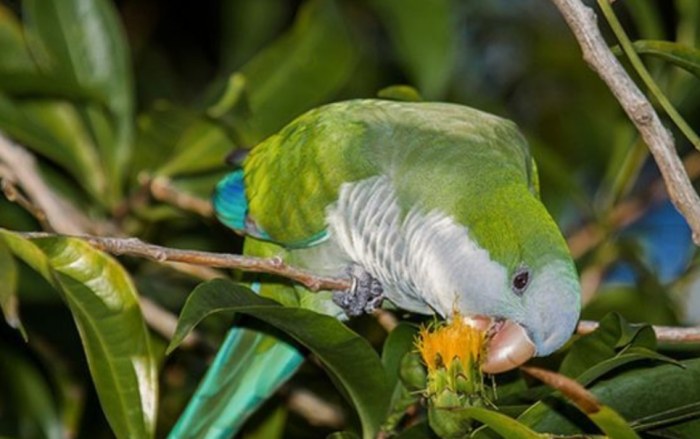 和尚鸚鵡可以吃奇異果嗎？完整餵食指南與注意事項