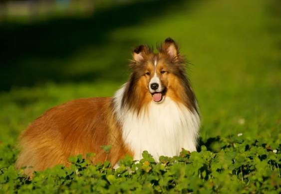 喜樂蒂牧羊犬壽命因素 喜樂蒂牧羊犬壽命因素