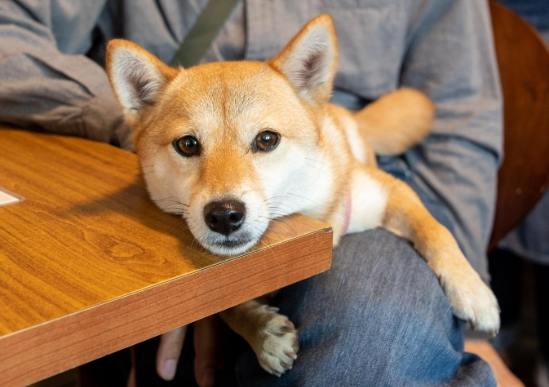 柴犬 豆柴 差異 柴犬 豆柴 差異