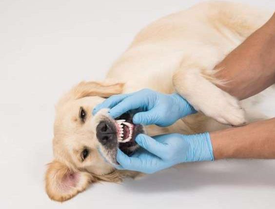 狗狗洗牙後進食