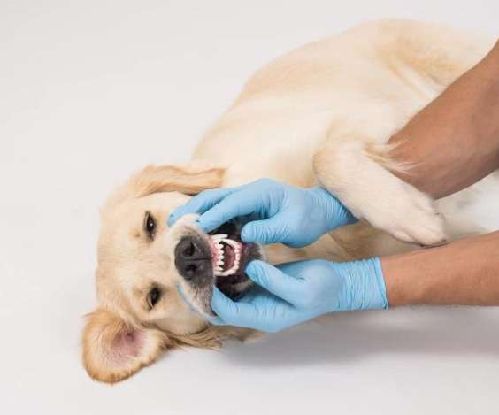 狗狗洗牙後進食全攻略：時間、食物選擇與常見問題解答